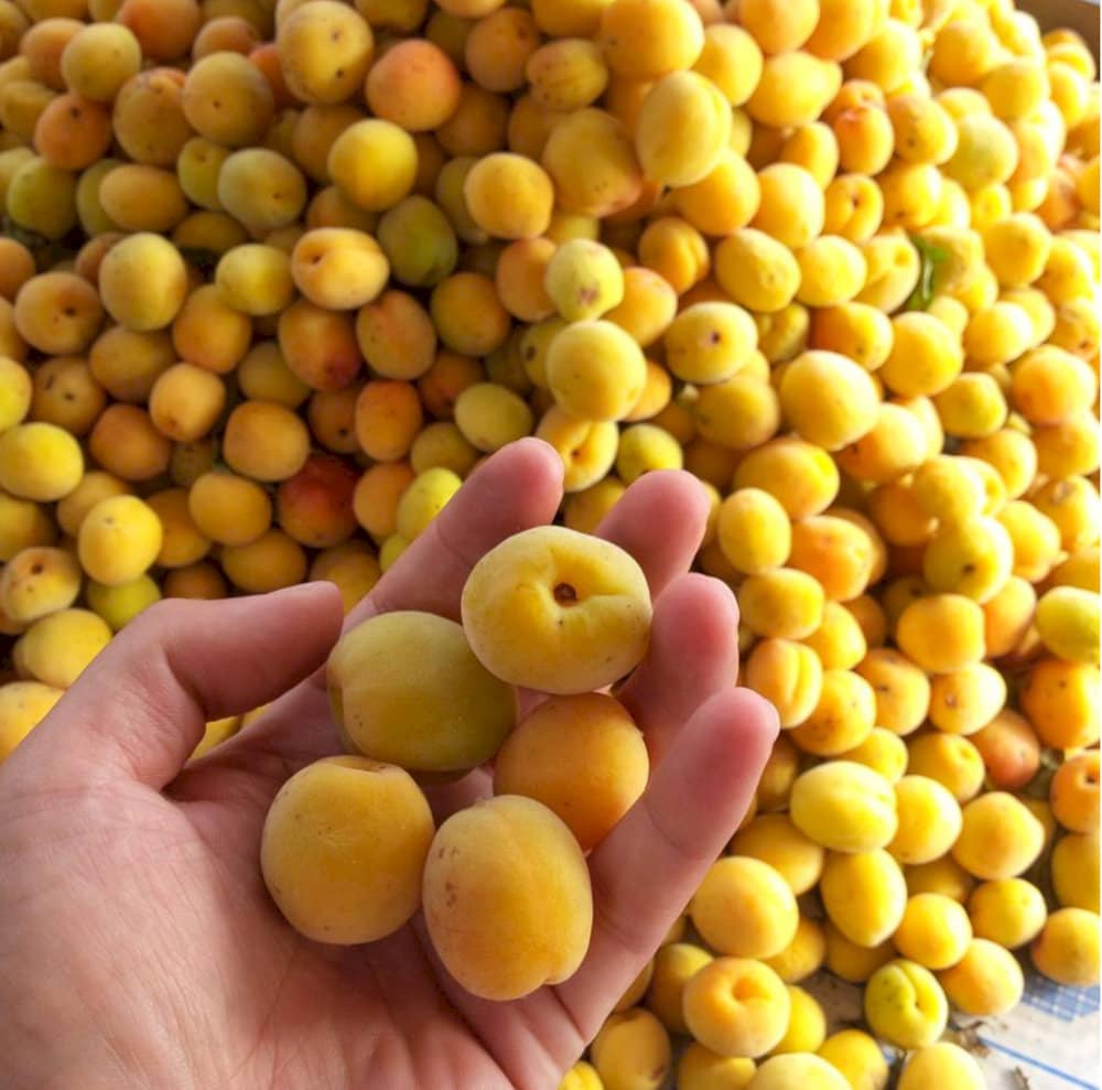 Mơ chùa Hương rất ngon và dày cùi
